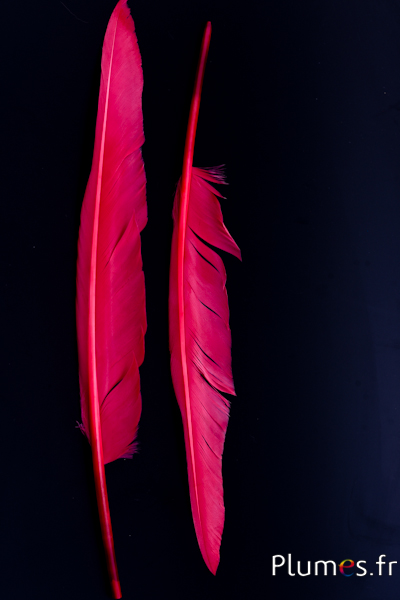 Cygne lame - 28-33 cm - framboise
